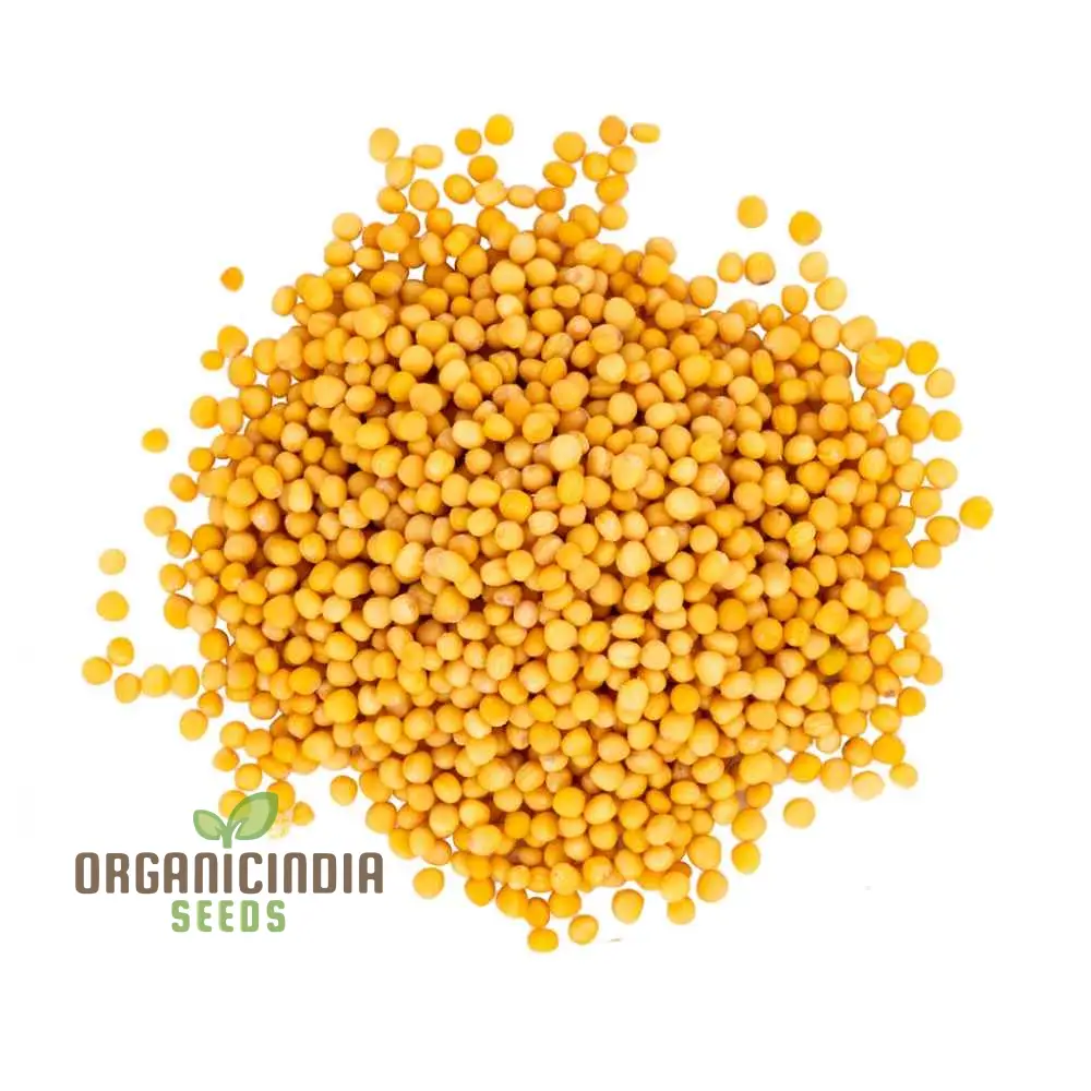 Yellow Mustard Vegetable Seeds for Planting - Perfect for Gardening Enthusiasts - High-Quality, Non-GMO Seeds for a Thriving Vegetable Garden - Image 4