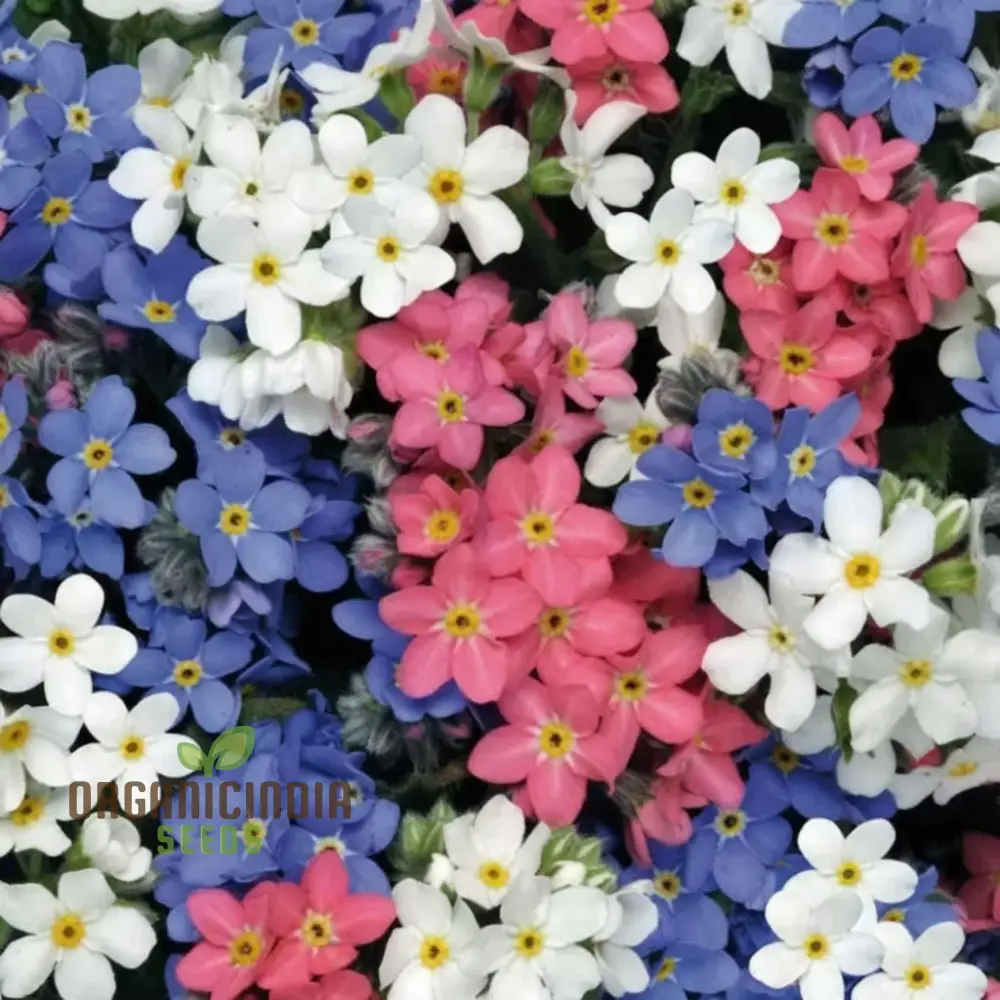 Myosotis (Forget-Me-Not) Victoria Mix Seeds ,Cultivate Lasting Memories and Beauty in Your Garden.