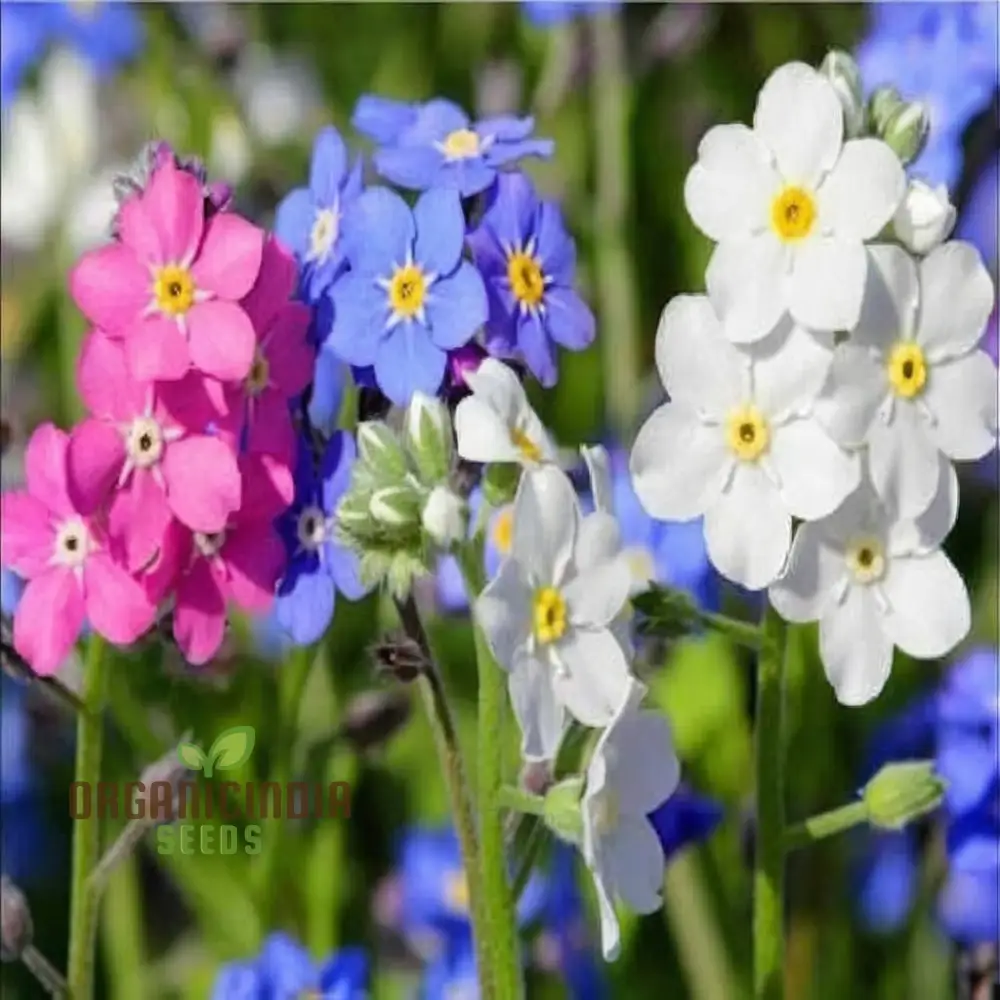 Myosotis (Forget-Me-Not) Victoria Mix Seeds ,Cultivate Lasting Memories and Beauty in Your Garden. - Image 3