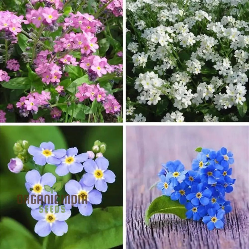 Myosotis (Forget-Me-Not) Victoria Mix Seeds ,Cultivate Lasting Memories and Beauty in Your Garden. - Image 4