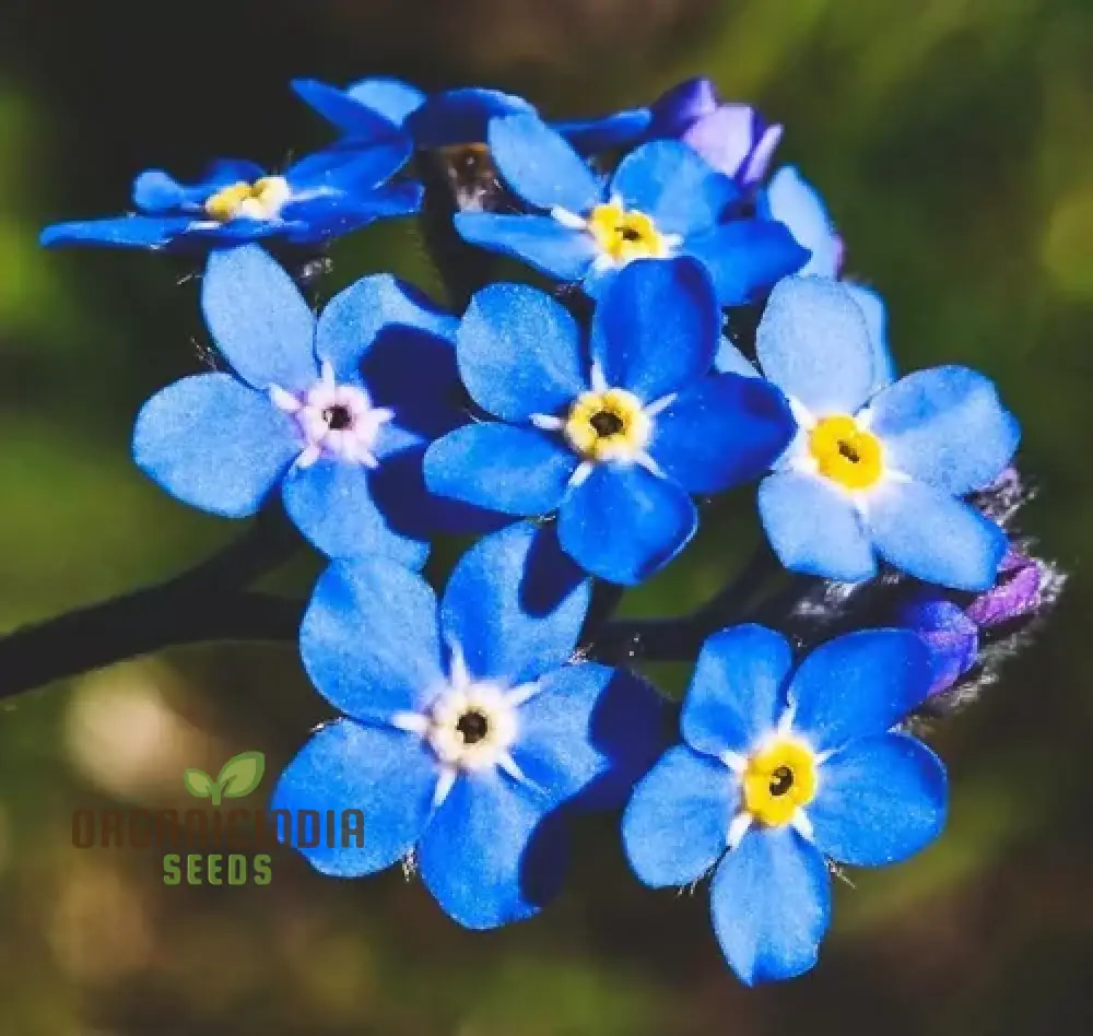 Myosotis Ultramarine Flower Seeds for Planting, Grow Stunning, Vibrant Blue Forget-Me-Nots in Your Garden - Image 3
