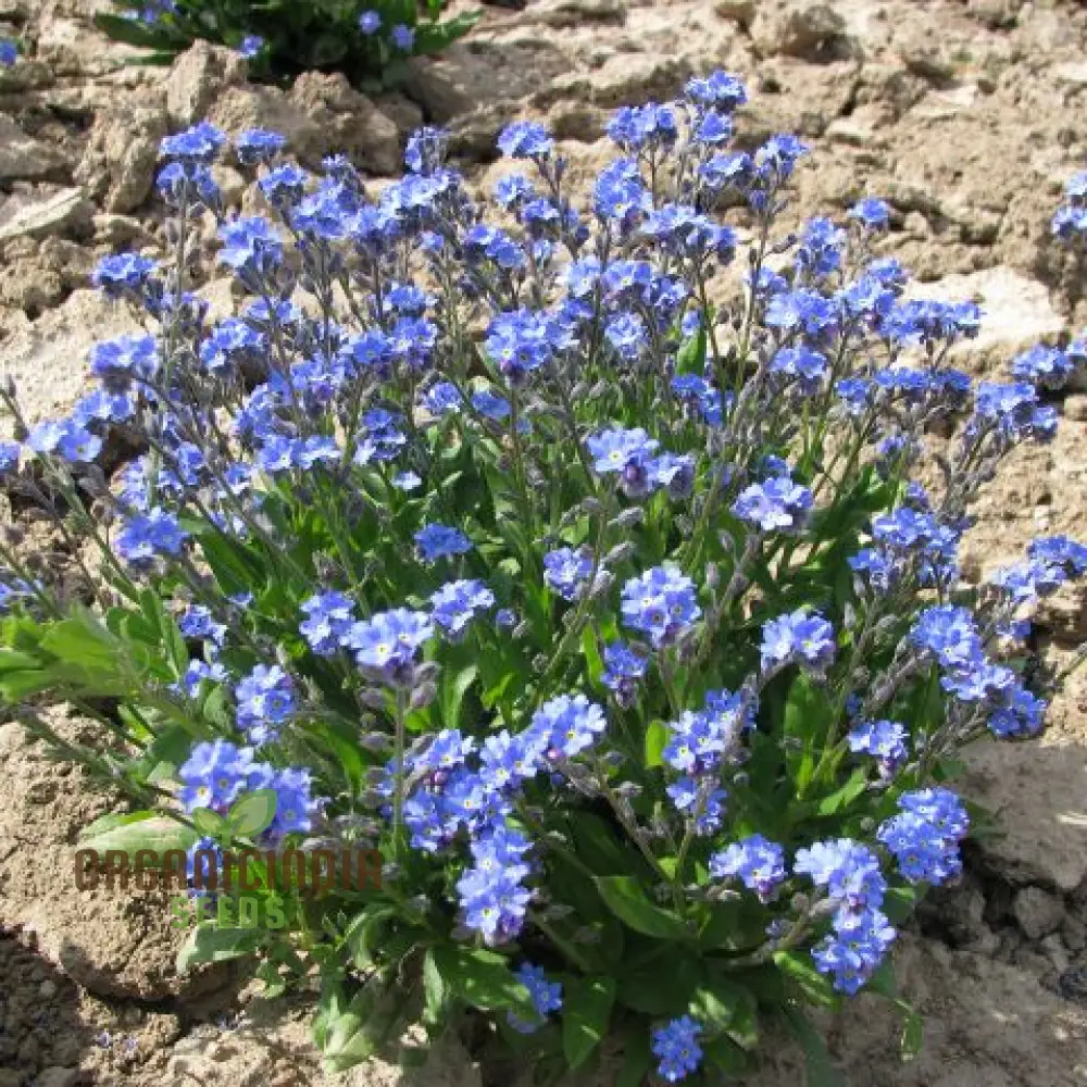 Myosotis Ultramarine Flower Seeds for Planting, Grow Stunning, Vibrant Blue Forget-Me-Nots in Your Garden - Image 4