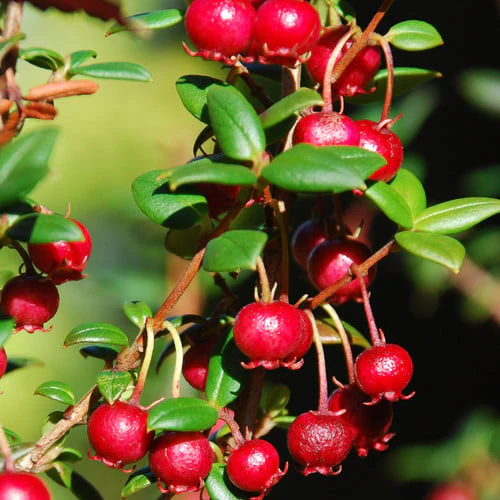 Myrtus Ugni Seeds for Expert Gardening: Elevate Your Garden with these Rare and Exotic Berries