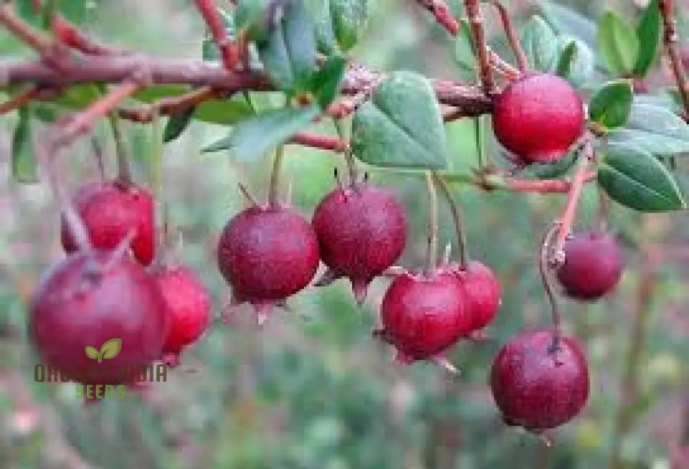 Myrtus Ugni Seeds for Expert Gardening: Elevate Your Garden with these Rare and Exotic Berries - Image 4