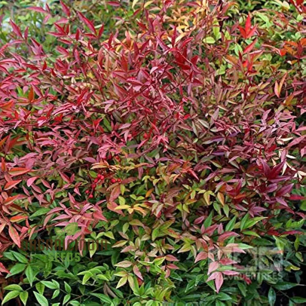 Nandina Domestica Seeds for Lush Gardening | Enhance Your Garden with Vibrant Nandina Domestica