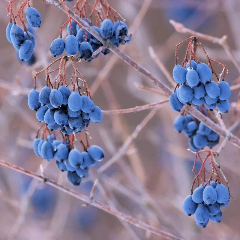Nannyberry Sweet Viburnum Seeds
