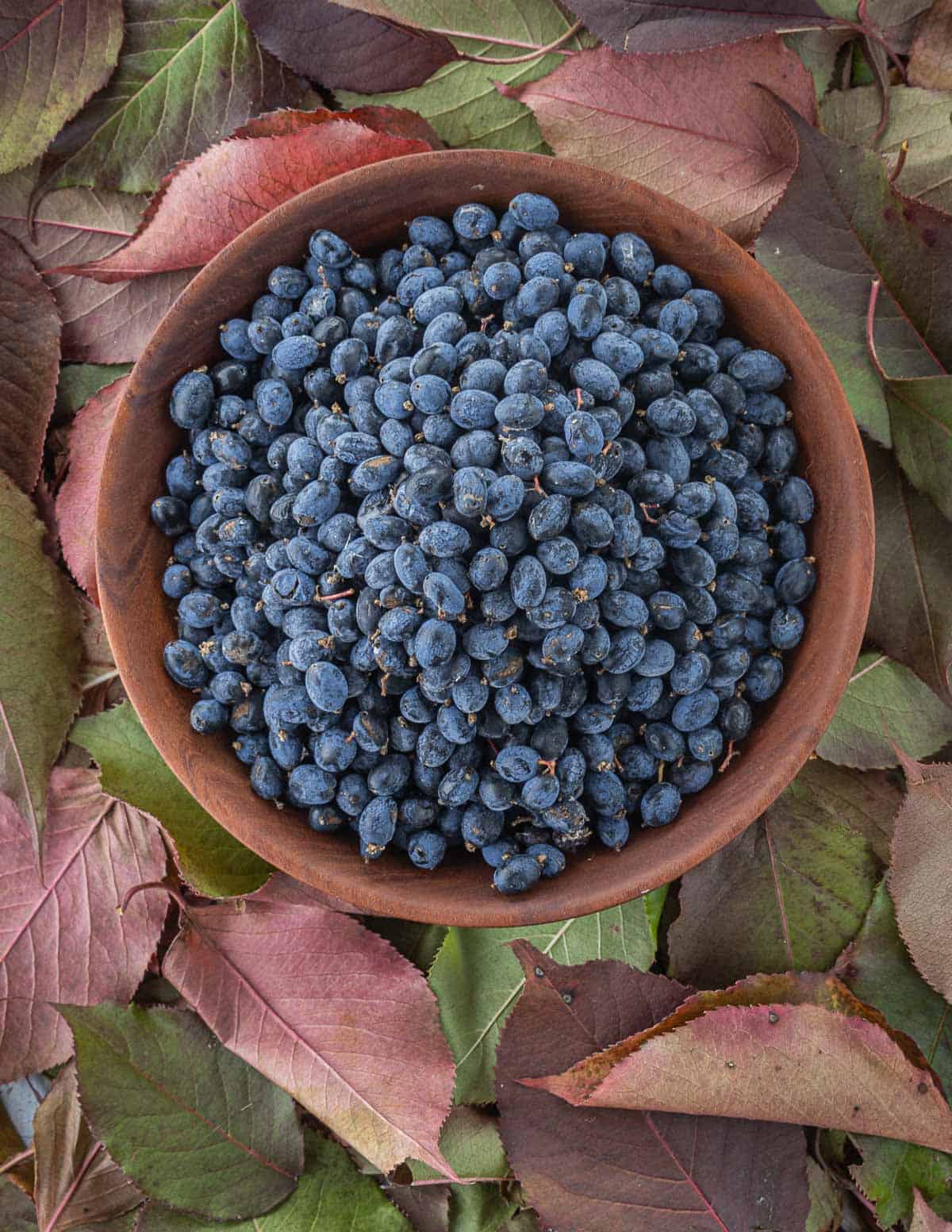 Nannyberry Sweet Viburnum Seeds - Image 3
