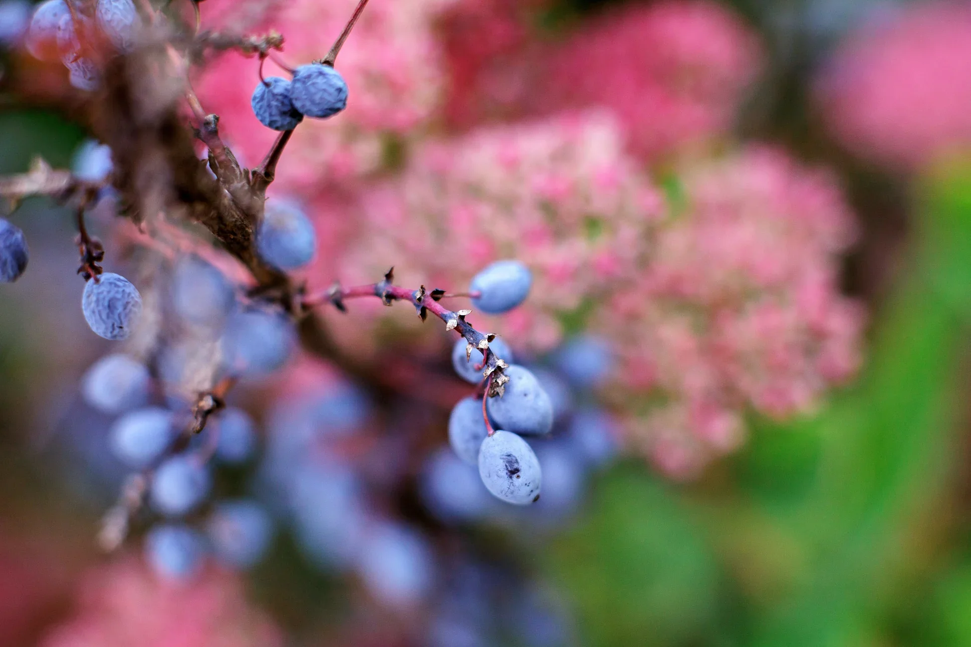 Nannyberry Sweet Viburnum Seeds - Image 4
