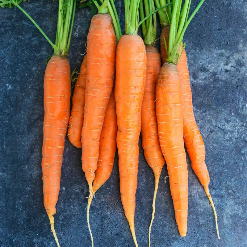 Napoli Carrot Seeds – Premium Early Sweet Carrots for Home Growing - Image 2
