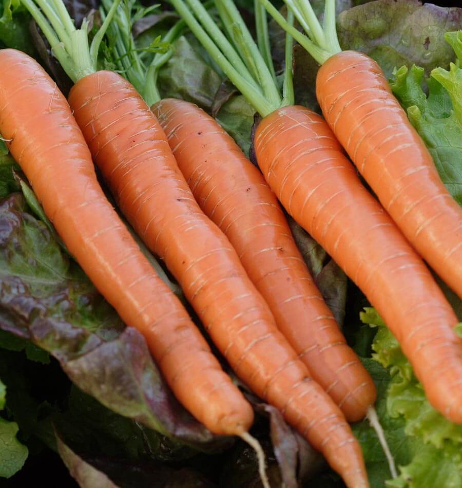 Napoli Carrot Seeds – Premium Early Sweet Carrots for Home Growing - Image 4