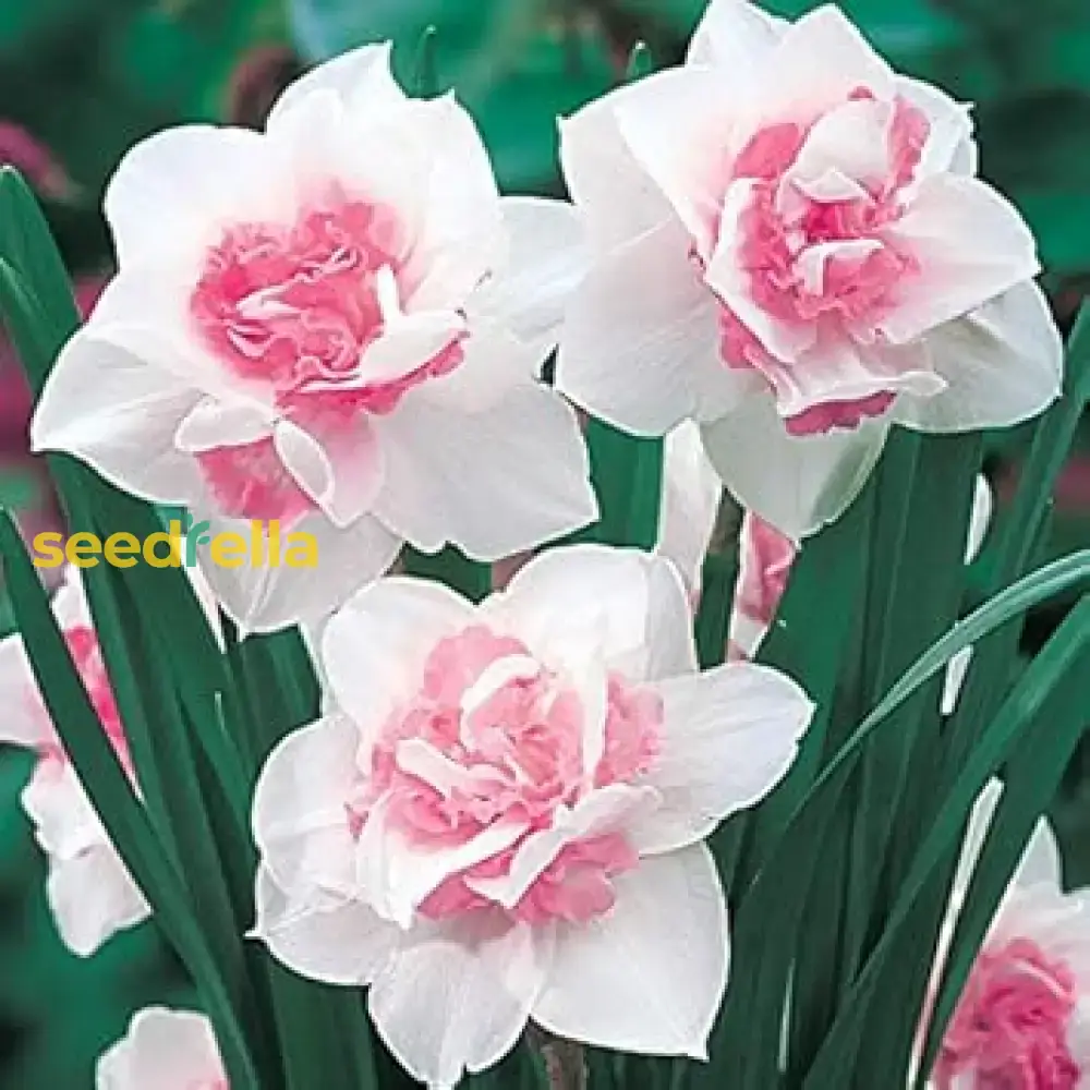 Narcissus Flower Seeds – White & Pink Varieties for Stunning Garden Blooms
