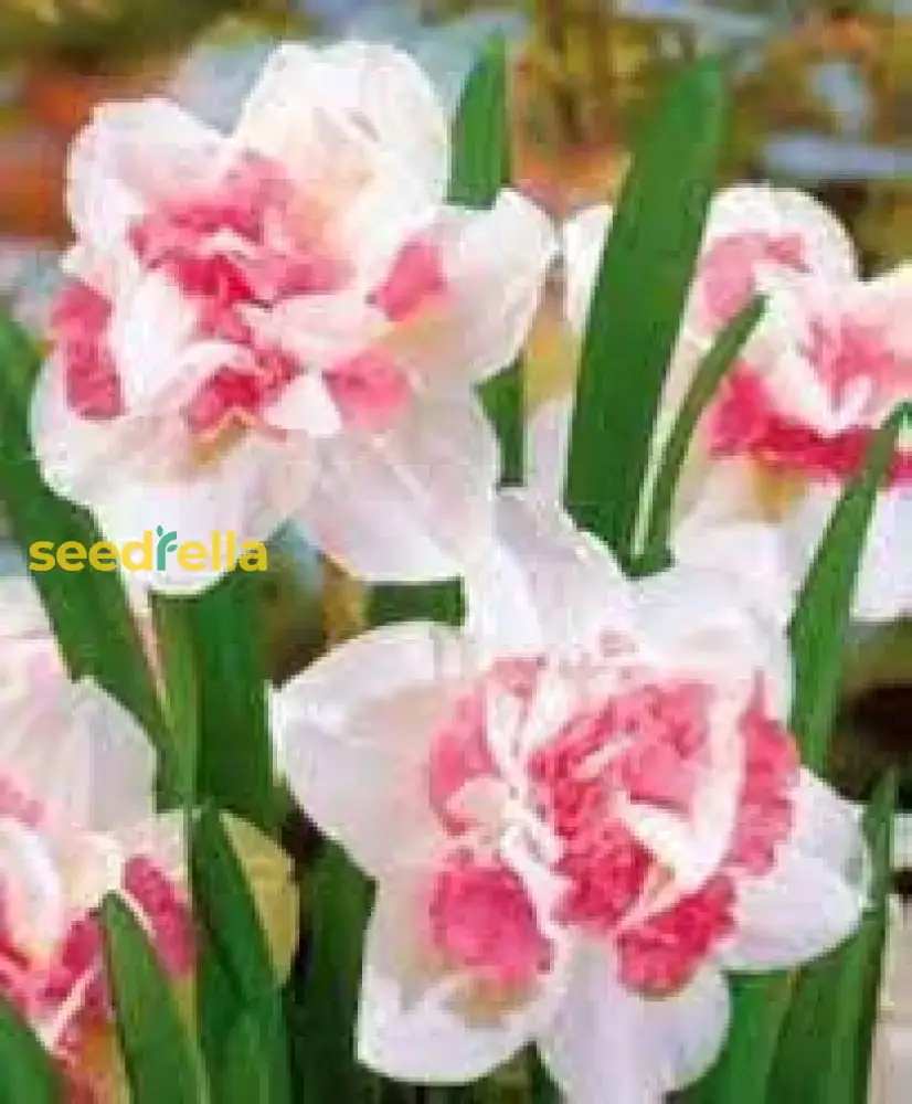 Narcissus Flower Seeds – White & Pink Varieties for Stunning Garden Blooms - Image 3