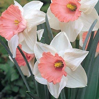 Narcissus Flower Seeds – White & Pink Varieties for Stunning Garden Blooms - Image 4