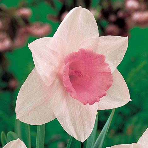Narcissus Flower Seeds – White & Pink Varieties for Stunning Garden Blooms - Image 5