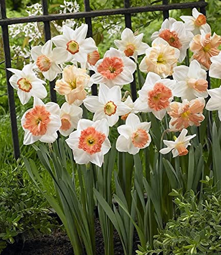 Narcissus Flower Seeds – White & Pink Varieties for Stunning Garden Blooms - Image 6