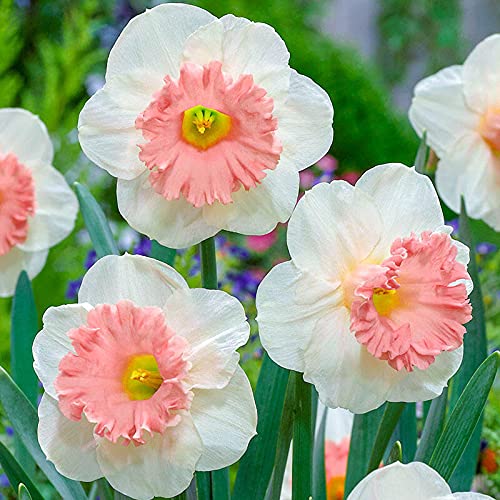 Narcissus Flower Seeds – White & Pink Varieties for Stunning Garden Blooms - Image 7