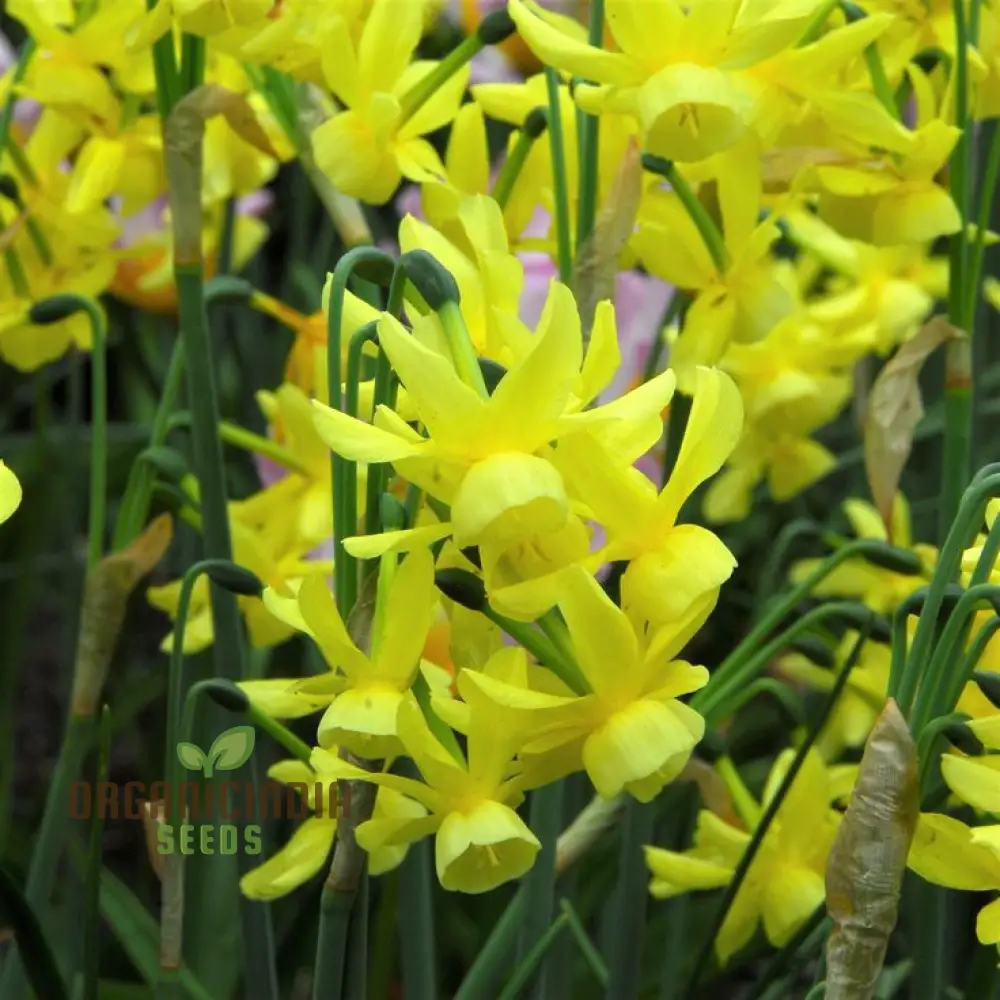 Narcissus Hawera Seeds – Pure Yellow Mini Daffodils