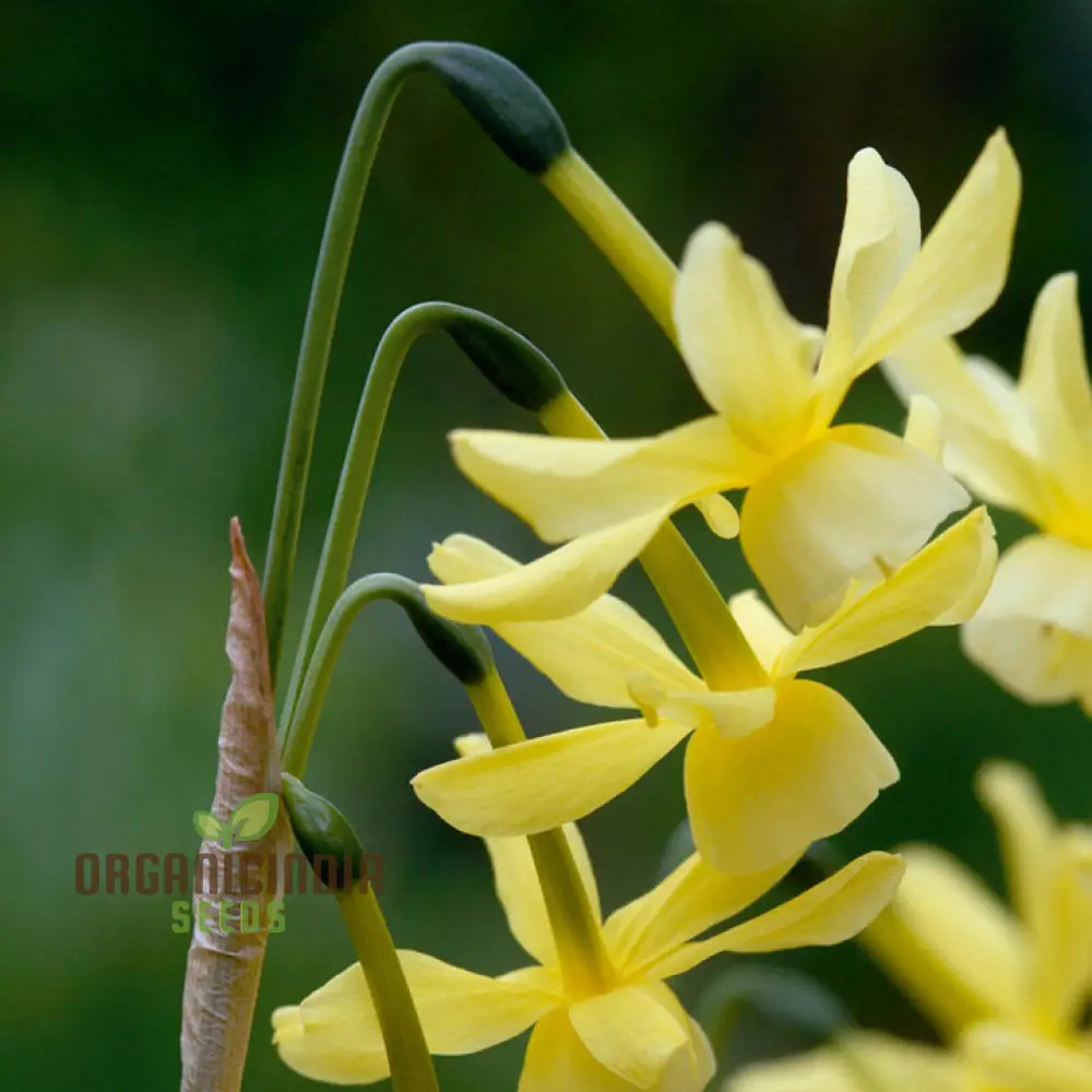 Narcissus Hawera Seeds – Pure Yellow Mini Daffodils - Image 3