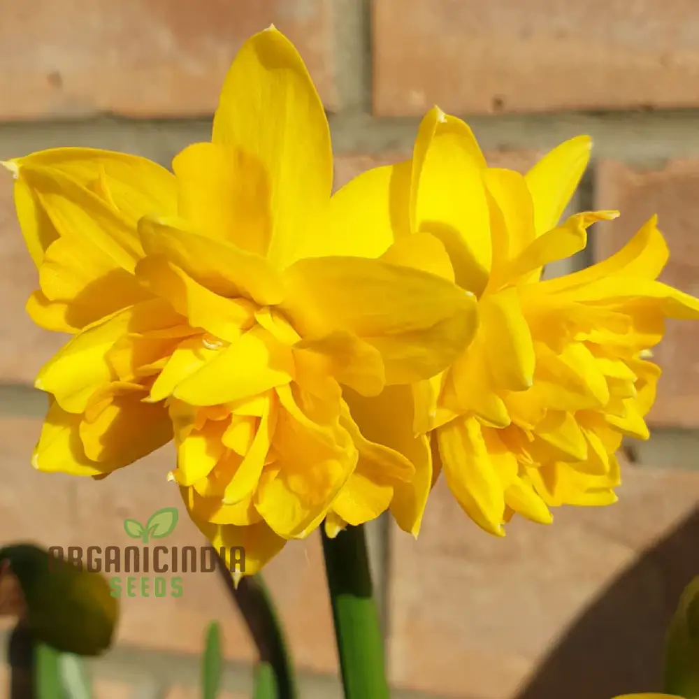 Narcissus Tete Boucle Flower Seeds For Planting, Delightful Frilly Daffodils for a Charming and Vibrant Spring Garden
