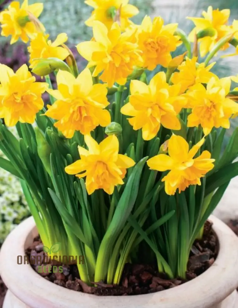 Narcissus Tete Boucle Flower Seeds For Planting, Delightful Frilly Daffodils for a Charming and Vibrant Spring Garden - Image 3