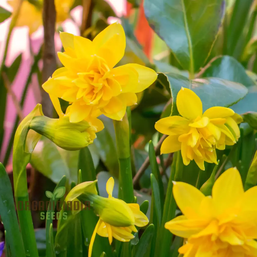 Narcissus Tete Boucle Flower Seeds For Planting, Delightful Frilly Daffodils for a Charming and Vibrant Spring Garden - Image 4