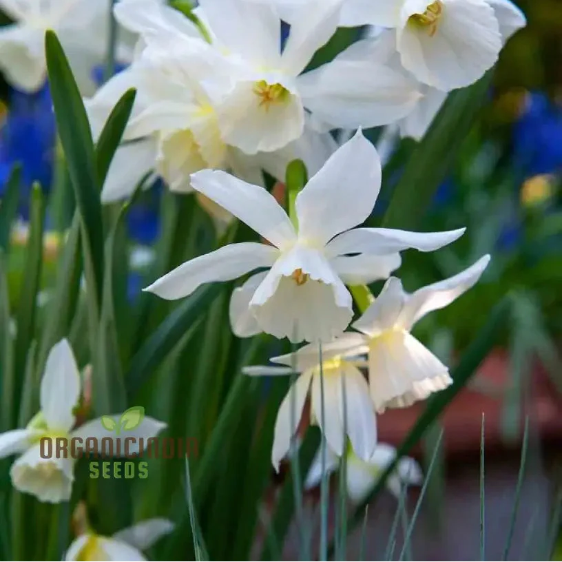Narcissus Thalia (White Daffodil) Flower Seeds For Planting, Elegant and Fragrant White Blooms for a Graceful Garden Touch