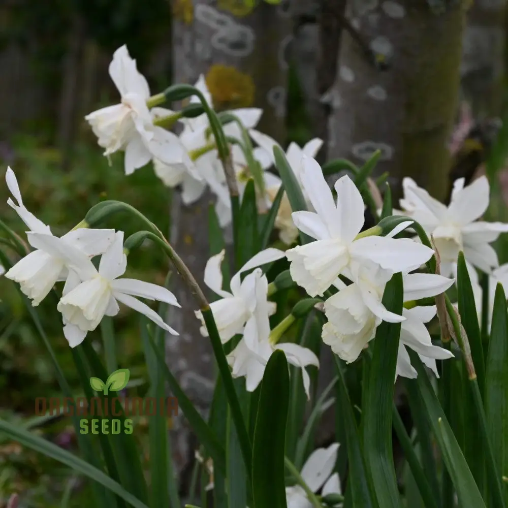 Narcissus Thalia (White Daffodil) Flower Seeds For Planting, Elegant and Fragrant White Blooms for a Graceful Garden Touch - Image 3