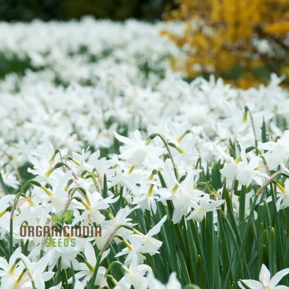 Narcissus Thalia (White Daffodil) Flower Seeds For Planting, Elegant and Fragrant White Blooms for a Graceful Garden Touch - Image 4