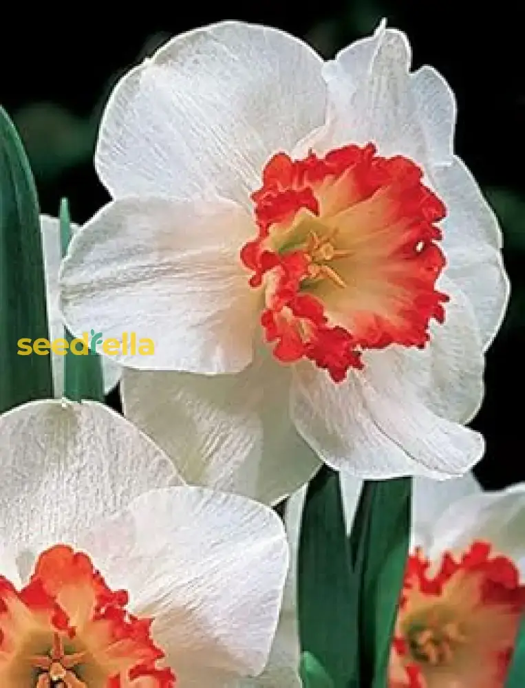 Narcissus White Red Seeds – Elegant Flower Bulbs for Garden Planting