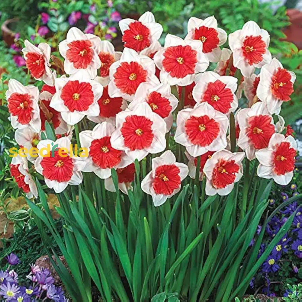 Narcissus White Red Seeds – Elegant Flower Bulbs for Garden Planting - Image 3