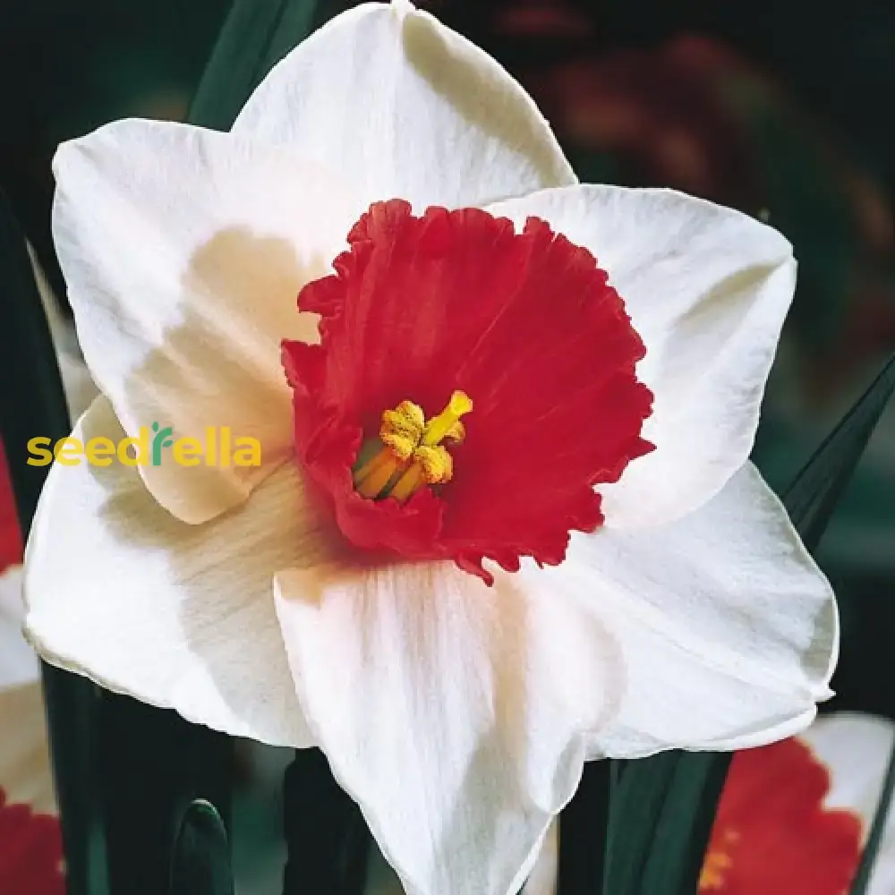 Narcissus White Red Seeds – Elegant Flower Bulbs for Garden Planting - Image 4