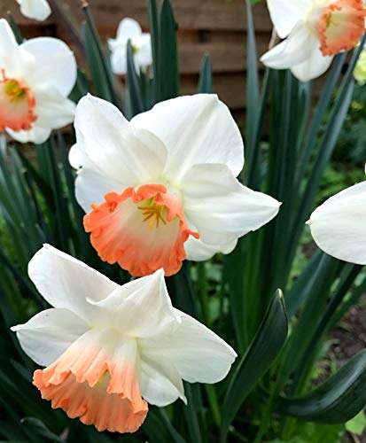 Narcissus White Red Seeds – Elegant Flower Bulbs for Garden Planting - Image 5