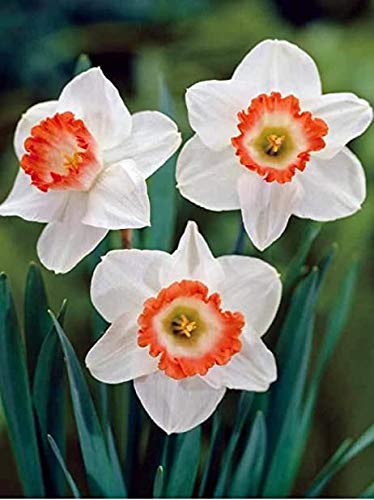 Narcissus White Red Seeds – Elegant Flower Bulbs for Garden Planting - Image 6