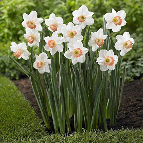 Narcissus White Red Seeds – Elegant Flower Bulbs for Garden Planting - Image 7
