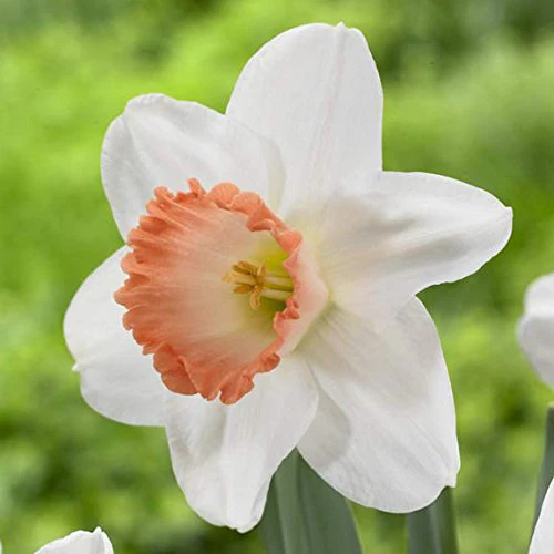 Narcissus White Red Seeds – Elegant Flower Bulbs for Garden Planting - Image 8
