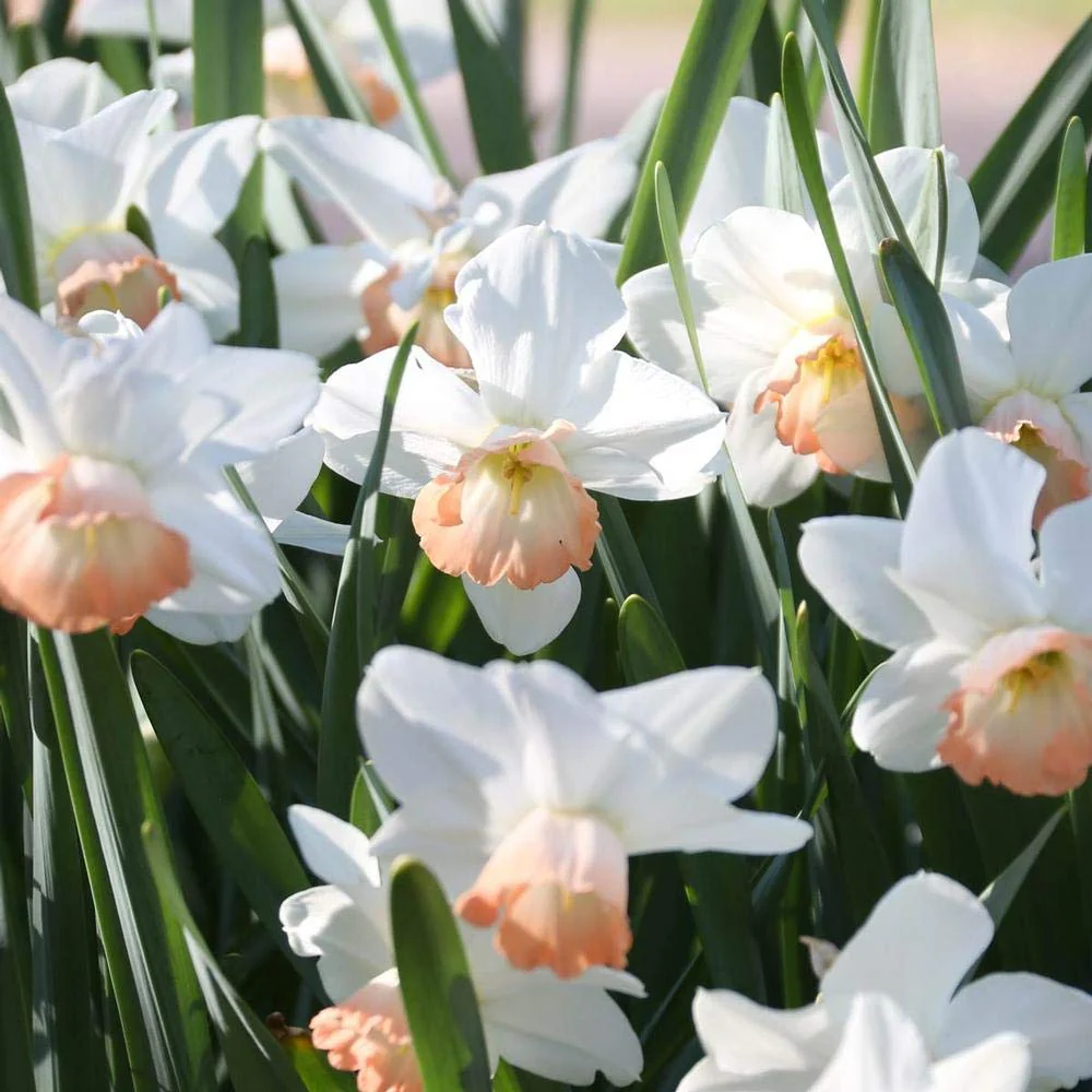 Narcissus White Red Seeds – Elegant Flower Bulbs for Garden Planting - Image 9