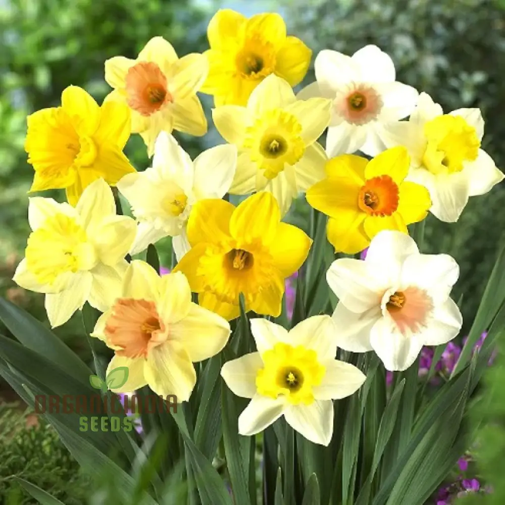 Nargis Daffodil Mix Flower Seeds, Diverse Color Blooms for Stunning Spring Gardens, Easy to Grow, Hardy Perennial Flowers - Image 3