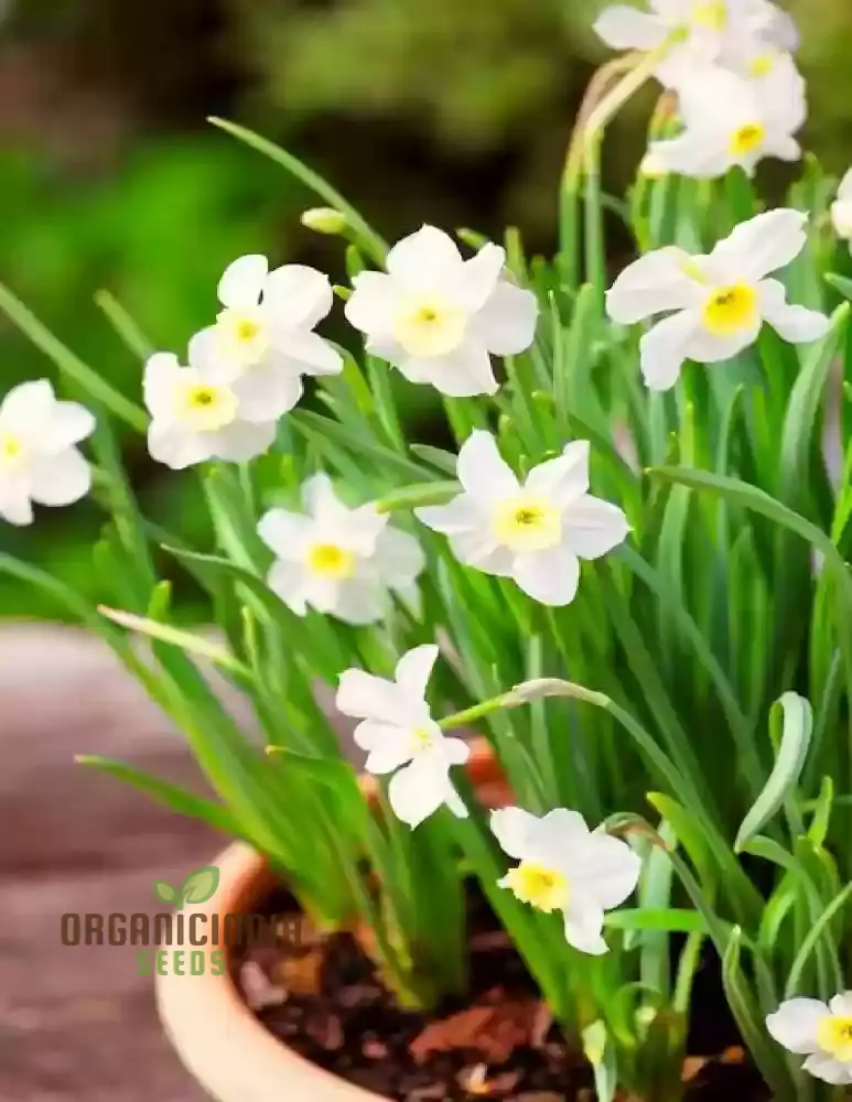 Nargis Daffodil Mix Flower Seeds, Diverse Color Blooms for Stunning Spring Gardens, Easy to Grow, Hardy Perennial Flowers - Image 4