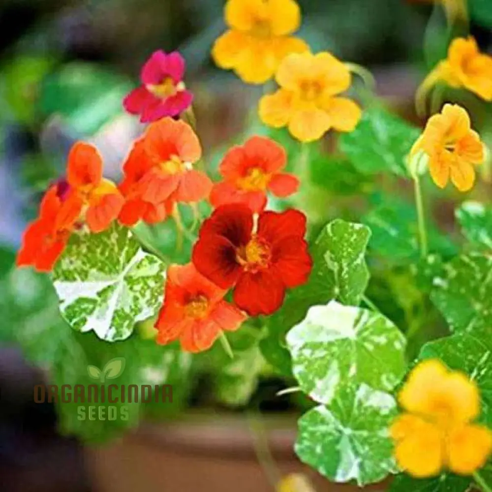 Nasturtium 'Alaska' Mixed Seeds for Garden Planting - Easy to Grow Edible Flowers with Variegated Leaves