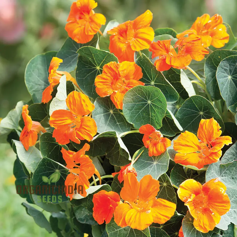 Nasturtium Baby Orange Seeds For Planting: Easy-Grow Gardening Delight for Brightening Your Outdoor Spaces