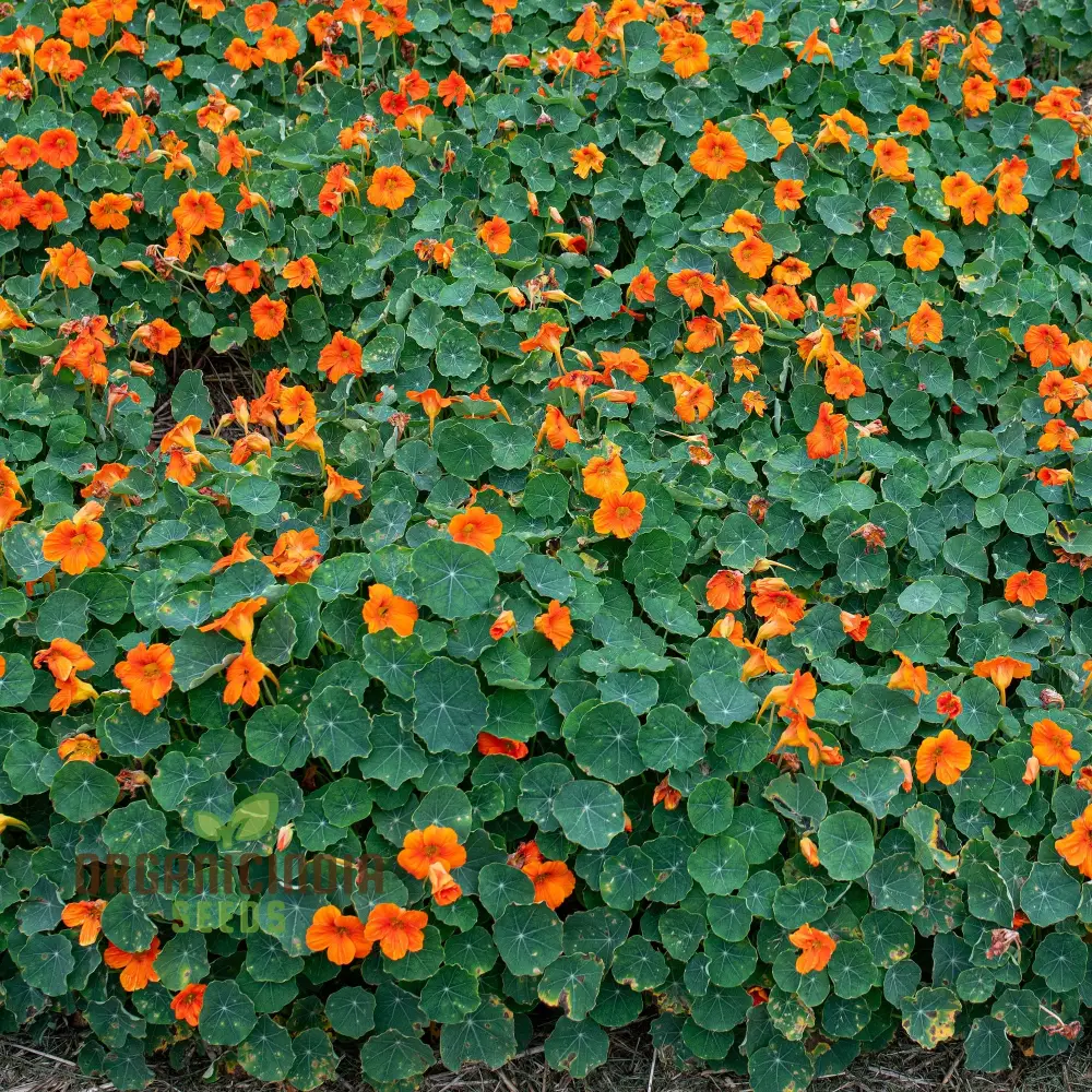 Nasturtium Baby Orange Seeds For Planting: Easy-Grow Gardening Delight for Brightening Your Outdoor Spaces - Image 3