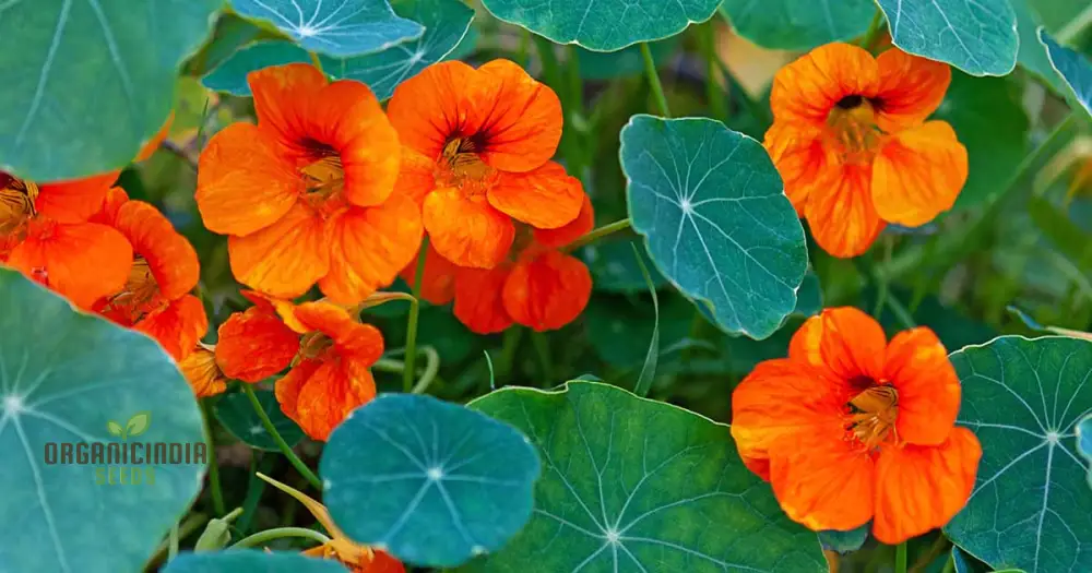 Nasturtium Baby Orange Seeds For Planting: Easy-Grow Gardening Delight for Brightening Your Outdoor Spaces - Image 4
