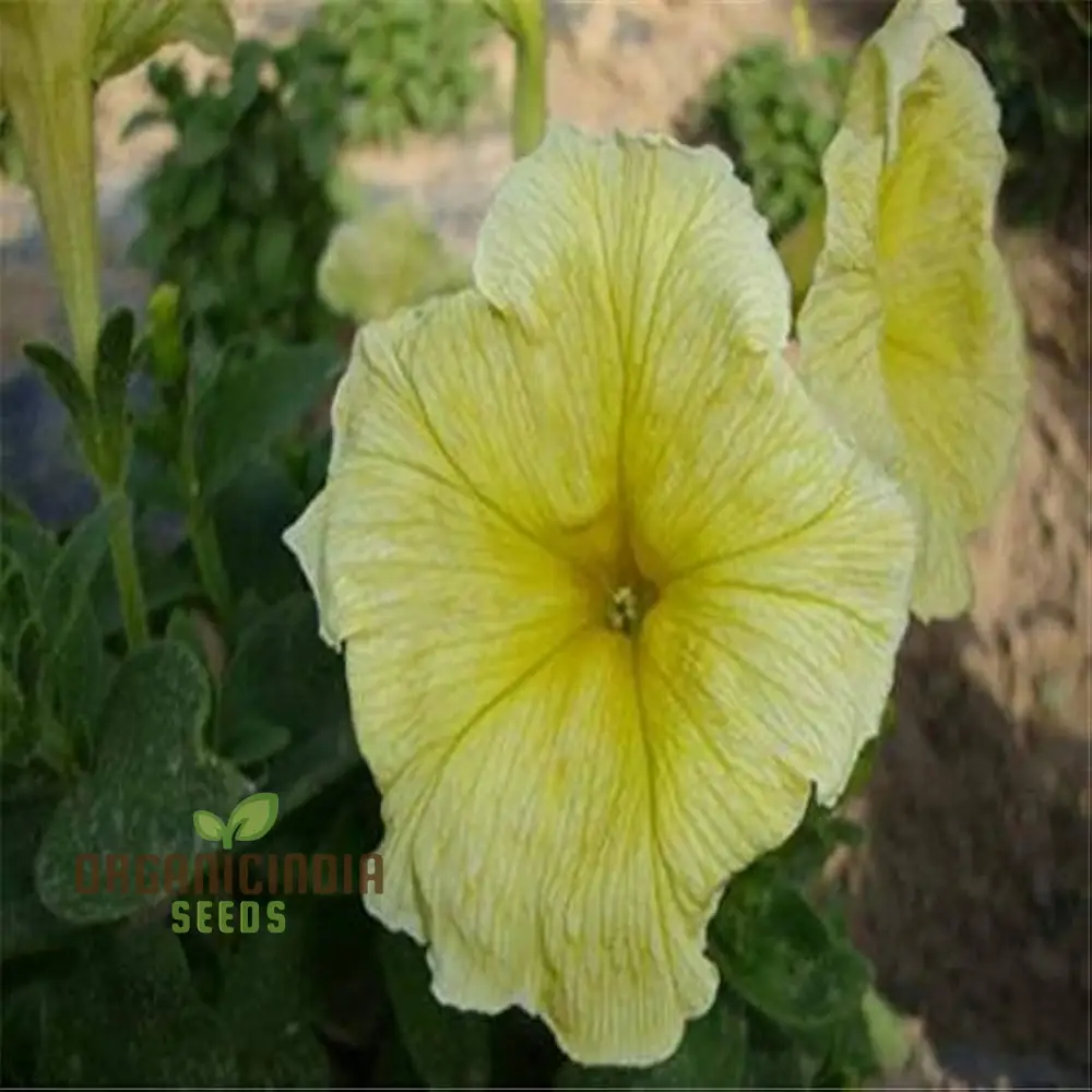Nasturtium Bonsai Easy Flower Seeds for Planting - 100 pcs