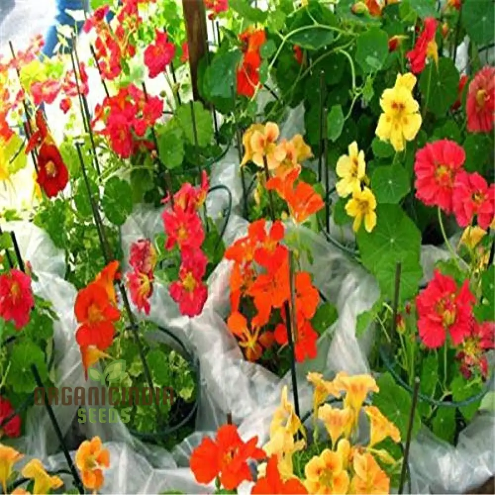 Nasturtium Bonsai Easy Flower Seeds for Planting - 100 pcs - Image 3