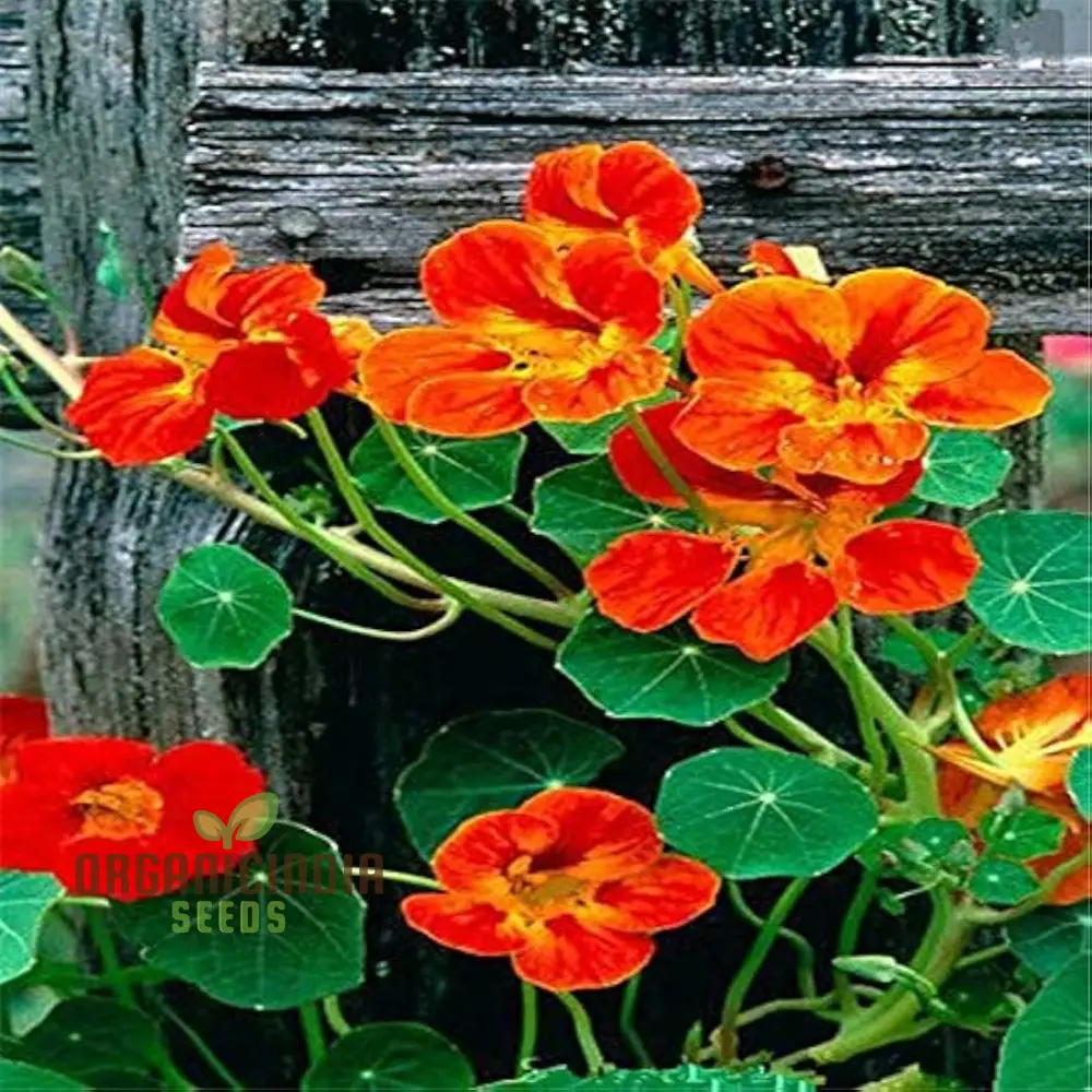 Nasturtium Bonsai Easy Flower Seeds for Planting - 100 pcs - Image 4
