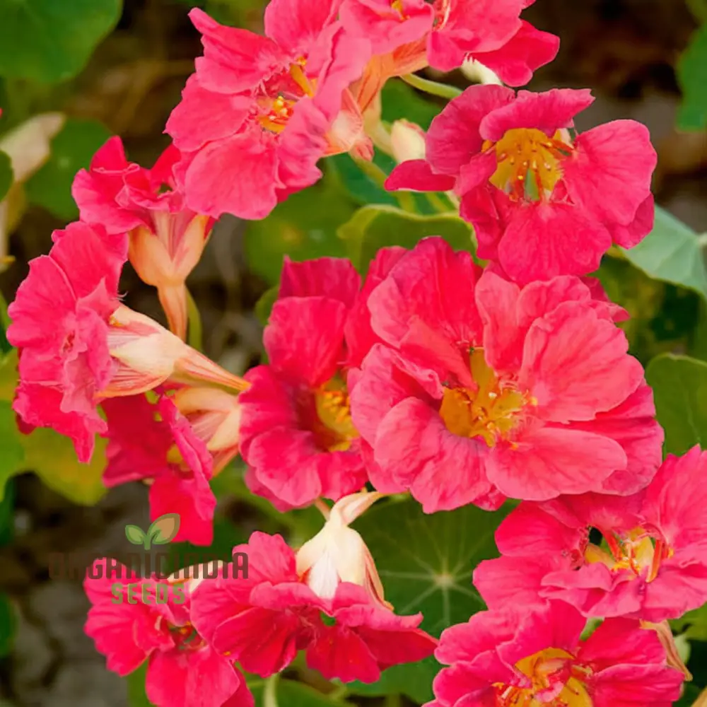 Nasturtium Cherry Rose Jewel Seeds – Embark on a Colorful Gardening Journey with Exquisite Blossoms Straight from Seed to Bloom!