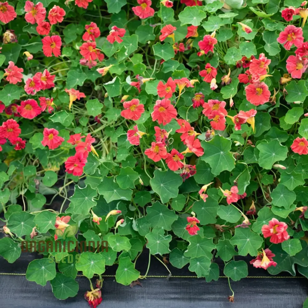 Nasturtium Cherry Rose Jewel Seeds – Embark on a Colorful Gardening Journey with Exquisite Blossoms Straight from Seed to Bloom! - Image 3