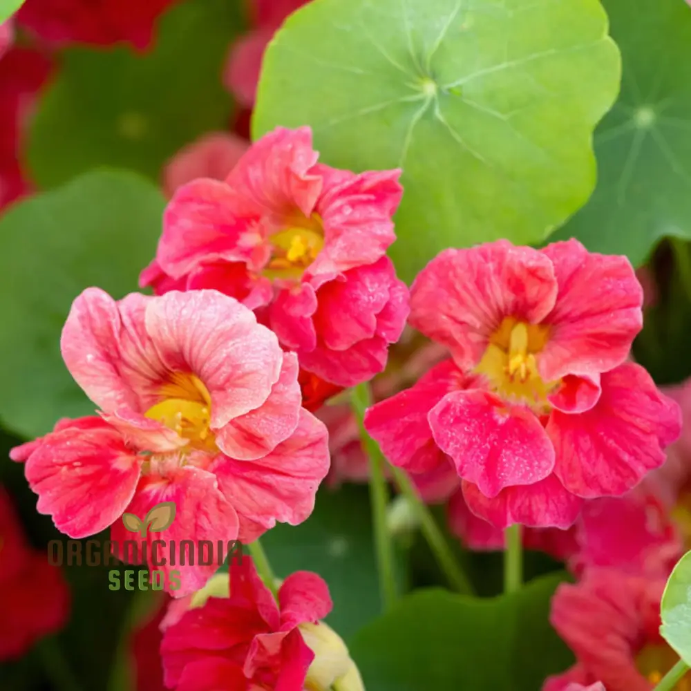 Nasturtium Cherry Rose Jewel Seeds – Embark on a Colorful Gardening Journey with Exquisite Blossoms Straight from Seed to Bloom! - Image 4