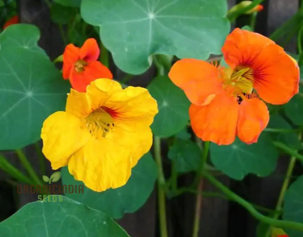 Nasturtium Climbing Mix Flower Seeds, Transform Your Garden with Vibrant Blooms and Expert Planting and Gardening
