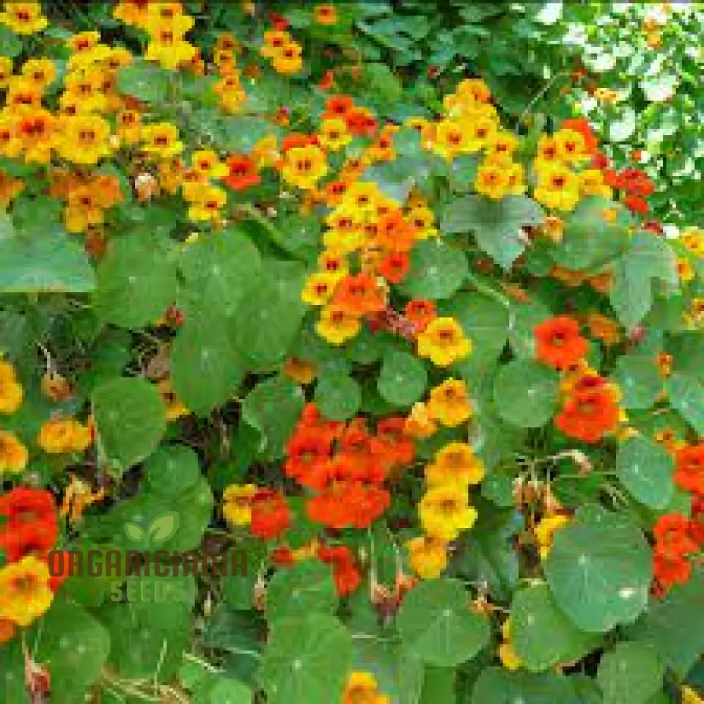 Nasturtium Climbing Mix Flower Seeds, Transform Your Garden with Vibrant Blooms and Expert Planting and Gardening - Image 4